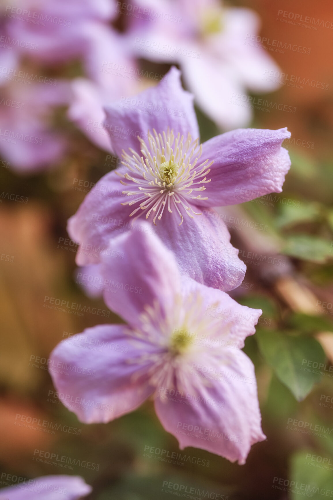 Buy stock photo Beautiful, colorful and vibrant pink flowers growing in a garden on a sunny spring day outside. Closeup of clematis viticella or italian leather from the buttercup plant species blossoming in nature
