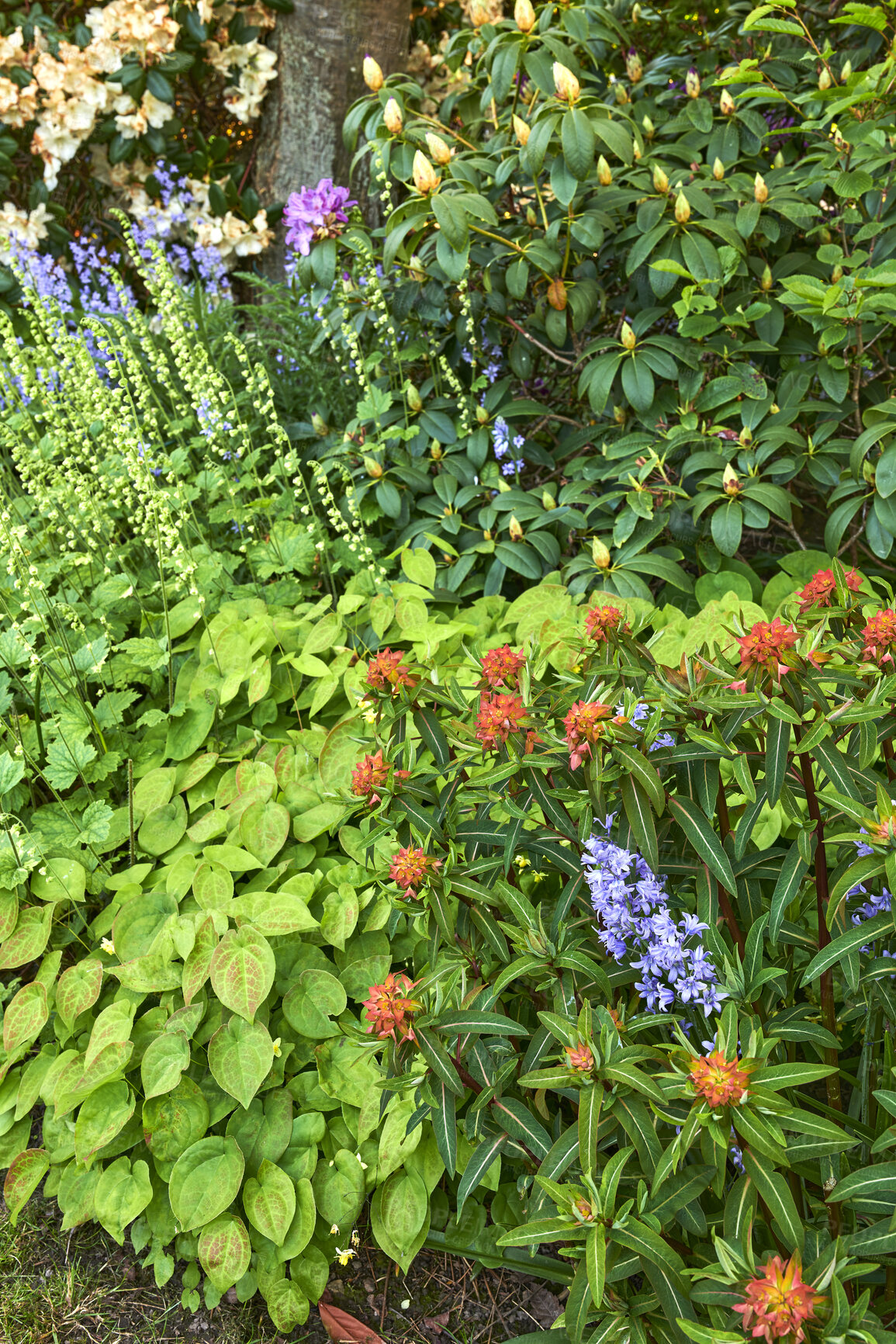 Buy stock photo Bright, colorful and vibrant flowers, plants and foliage growing in a garden on a sunny day outside. Orange fireglow griffiths spurge, purple spanish bluebell and barrenwort leaves blooming in nature