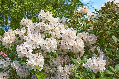 Buy stock photo Rhododendron is a genus of 1,024 species of woody plants in the heath family, either evergreen or deciduous, and found mainly in Asia, although it is also widespread throughout the Southern Highlands of the Appalachian Mountains of North America.