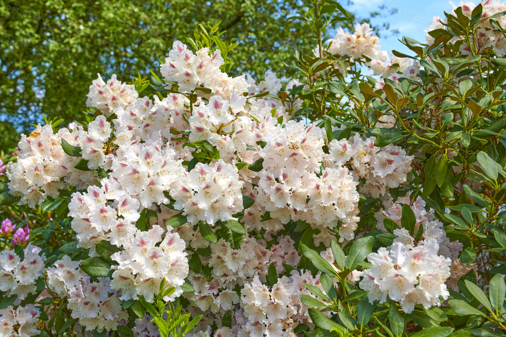 Buy stock photo Rhododendron is a genus of 1,024 species of woody plants in the heath family, either evergreen or deciduous, and found mainly in Asia, although it is also widespread throughout the Southern Highlands of the Appalachian Mountains of North America.