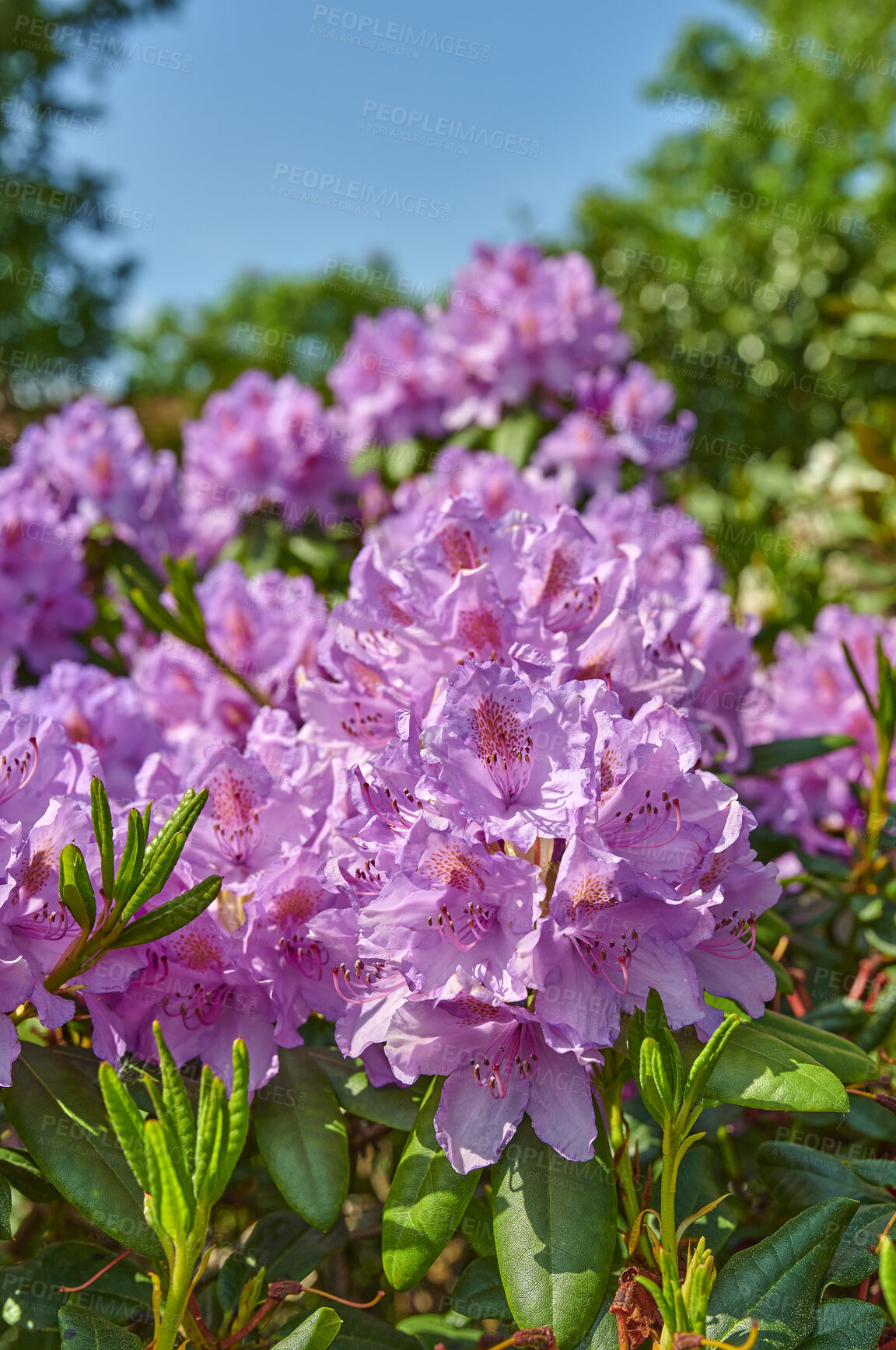 Buy stock photo A series of photos of rhododendron in garden