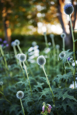 Buy stock photo Green, beautiful and closeup of colorful spring flowers blooming with bokeh copy space background. Vibrant, texture and detail of globe thistle plants flowering in a lush home garden or nature meadow