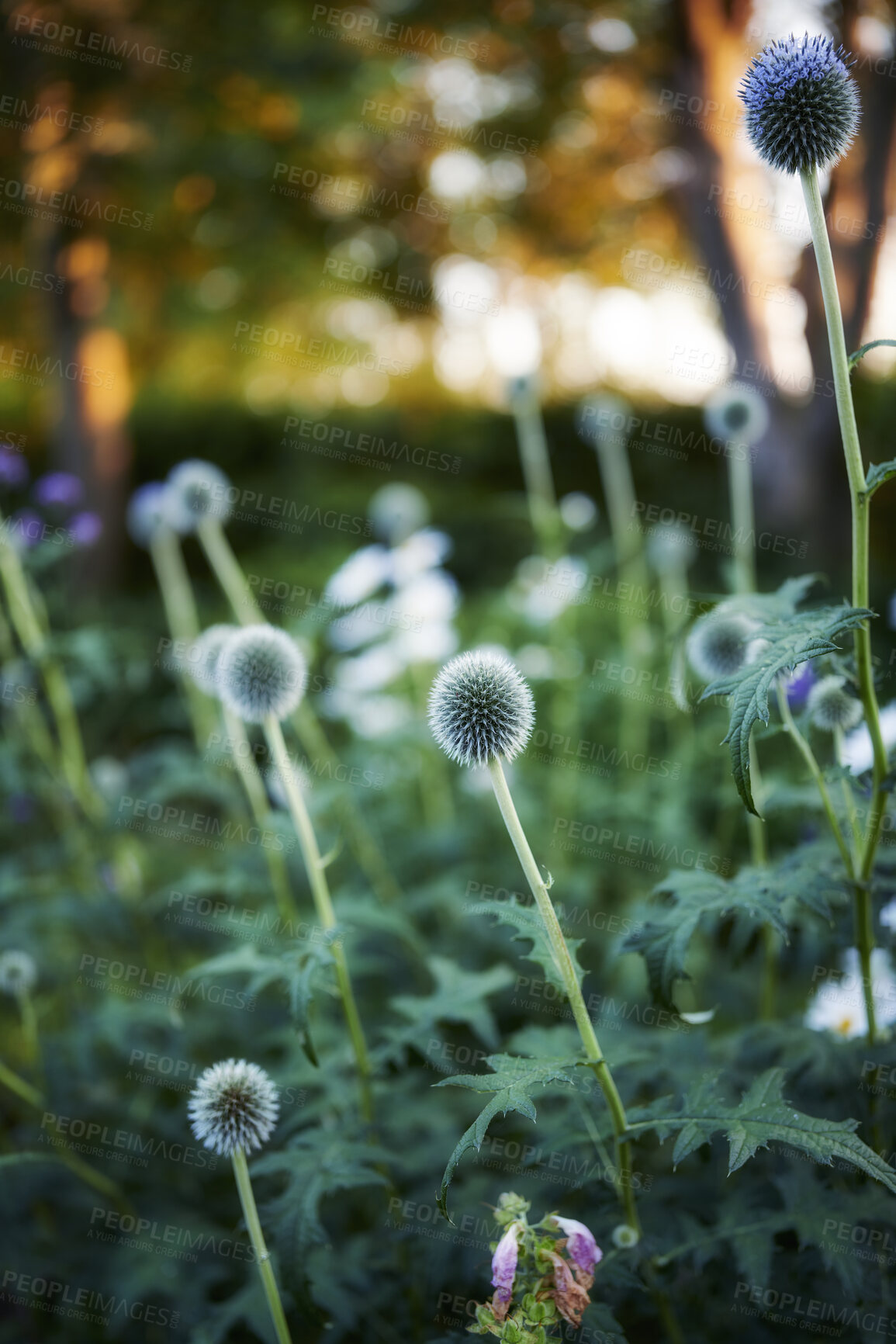 Buy stock photo Green, beautiful and closeup of colorful spring flowers blooming with bokeh copy space background. Vibrant, texture and detail of globe thistle plants flowering in a lush home garden or nature meadow