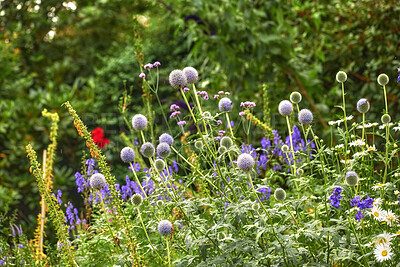 Buy stock photo Bright, colorful and pretty flowers, plants and foliage bloom in a garden in spring time. Violet Globe Thistle, Echinops growing in the garden on a sunny summer day. A beautiful backyard in season