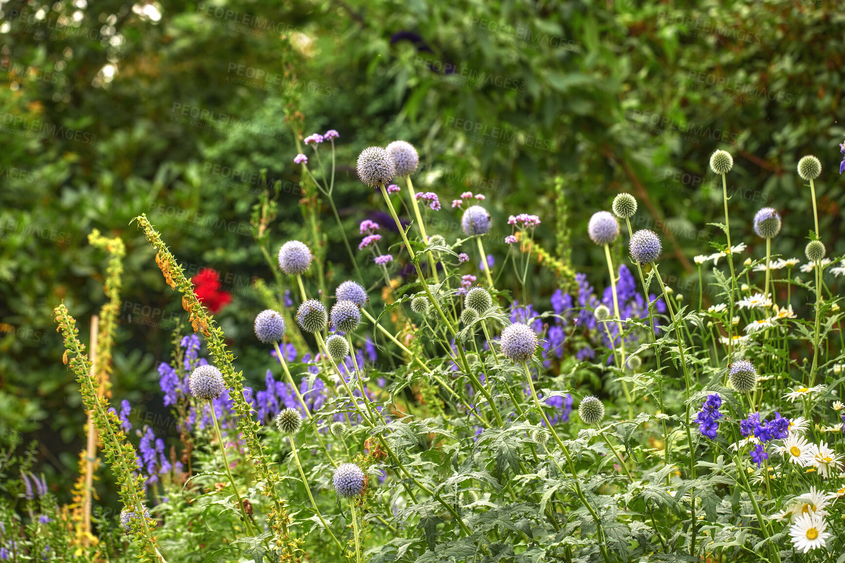 Buy stock photo Bright, colorful and pretty flowers, plants and foliage bloom in a garden in spring time. Violet Globe Thistle, Echinops growing in the garden on a sunny summer day. A beautiful backyard in season