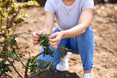 Buy stock photo Farming, nature and hands of woman with plant for inspection, growth and health in natural environment. Agriculture, farmer and person with tree, bush and leaf for ecology, ecosystem and gardening