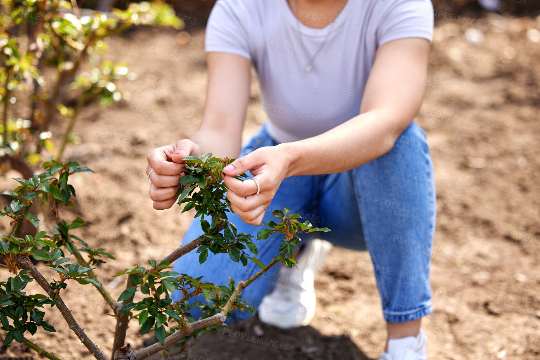 Buy stock photo Farming, nature and hands of woman with plant for inspection, growth and health in natural environment. Agriculture, farmer and person with tree, bush and leaf for ecology, ecosystem and gardening