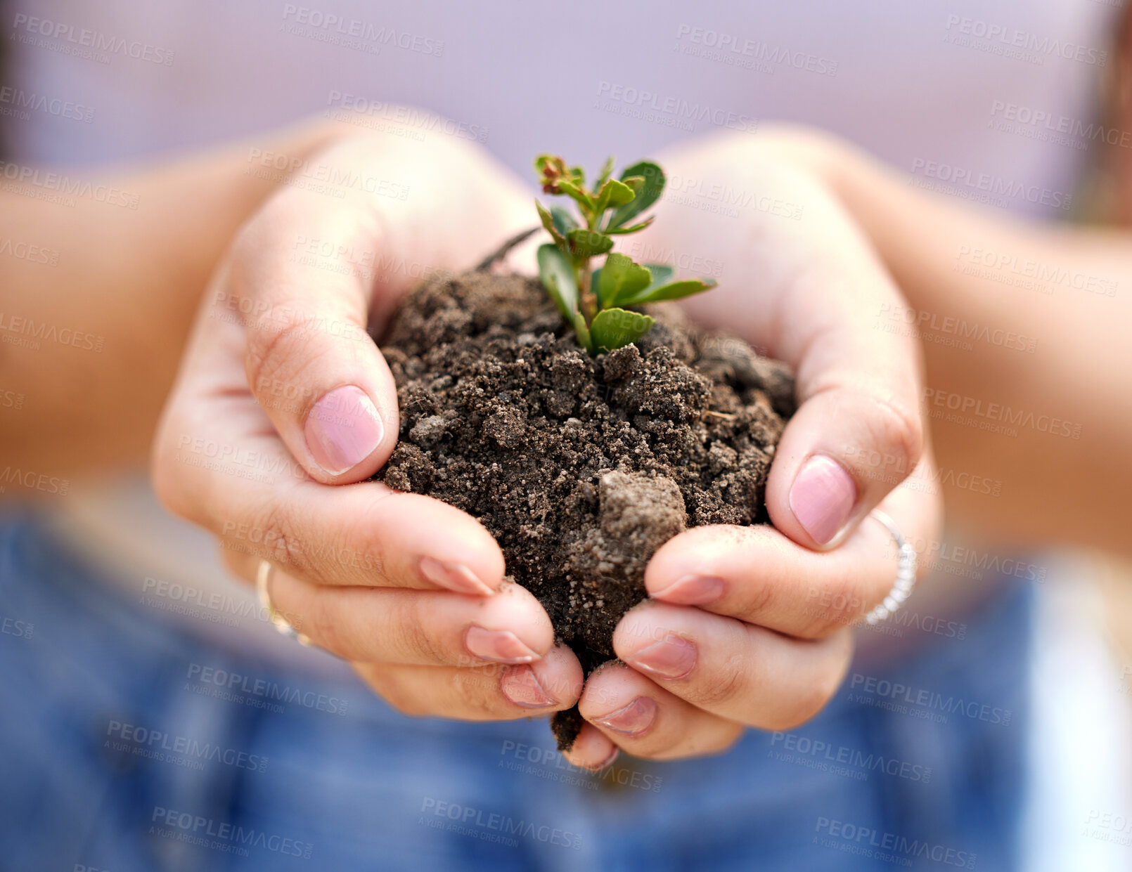 Buy stock photo Farming, soil and hands of person with plant for growth, sustainability and eco friendly gardening. Agriculture, earth day and farmer with sprout in palm for agro environment, ecosystem and ecology