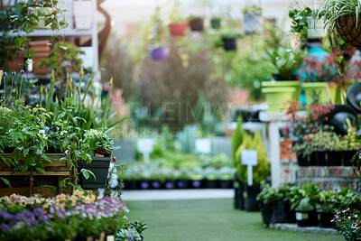 Buy stock photo Nursery, flowers and plants for gardening or home decor with pots for backyard, ecology and agriculture. Florist, green and growth in store for landscaping, design and outdoor for sustainability