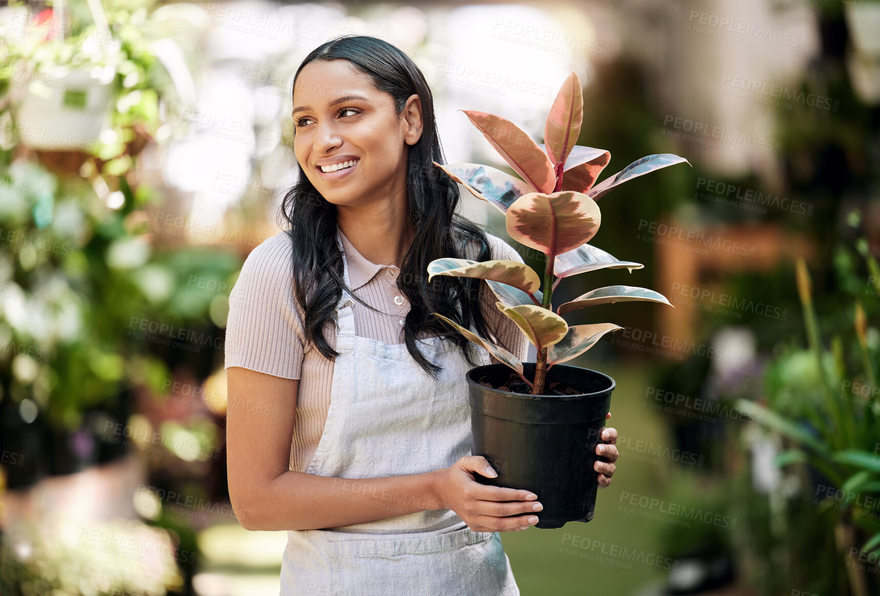 Buy stock photo Thinking, woman and pot plant of small business with rubber tree, eco friendly or sustainable floral. Female farmer, gardener and green leaf for care, maintenance or management in backyard for store