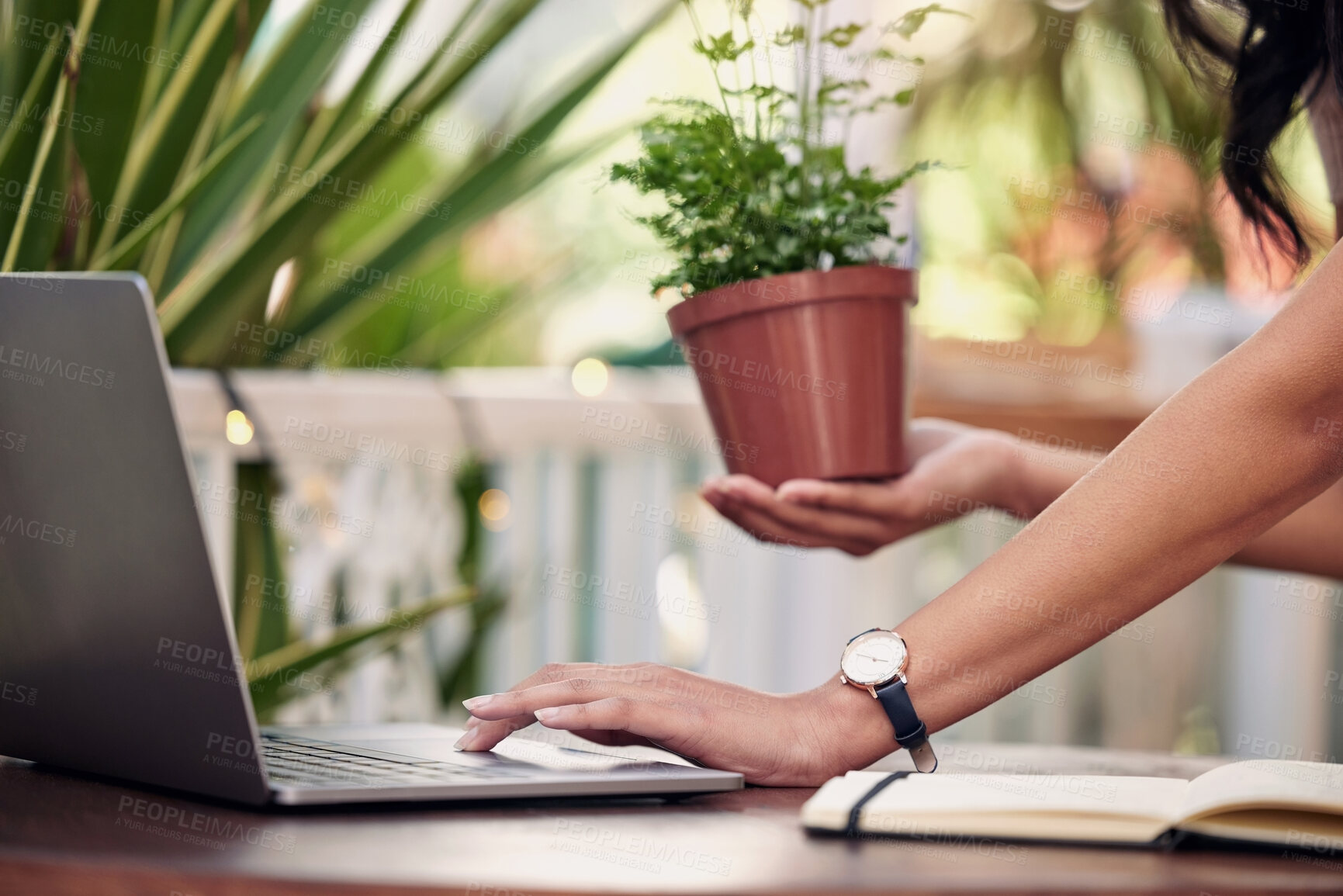 Buy stock photo Woman, hand and laptop with pot plant and notebook, online and botanical business for sustainable innovation. Start up, growth tips and ecommerce planning or gardening, ecology and nature search