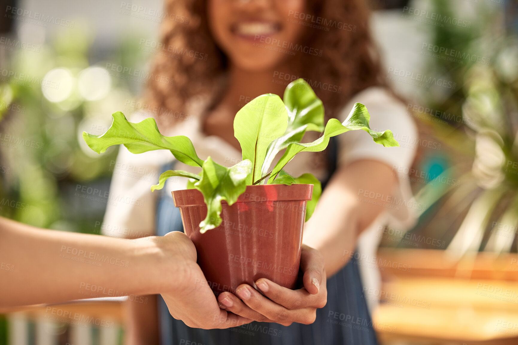 Buy stock photo Hands, giving plant and sale in nursery for sustainable small business, retail and shopping for deal. Woman, plants and hand for growth, nature or sustainability on discount, sales or choice in store