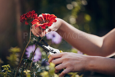 Buy stock photo Person, hand and cut flower in garden for botany or nursery maintenance, display and sale for floral sustainability. Girl, florist and red gerbera plant for small business, ecology and harvesting.