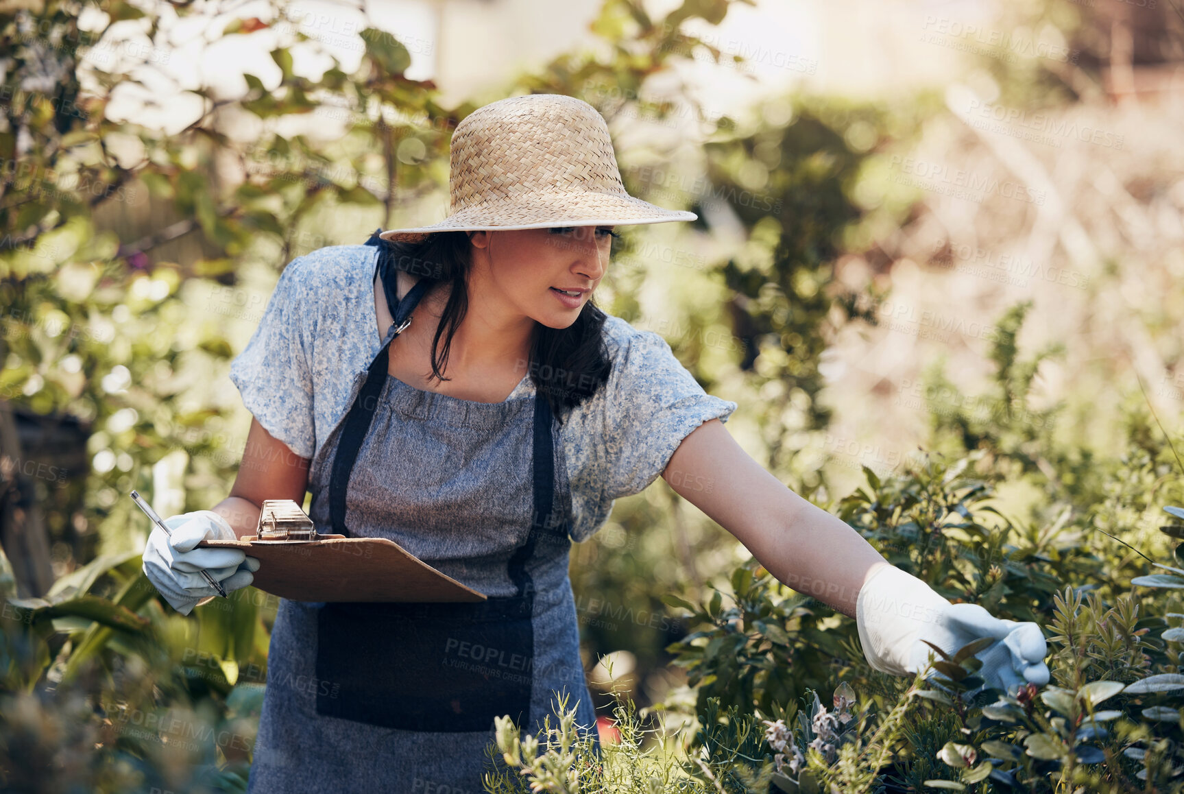 Buy stock photo Florist woman, inspection and checklist in nursery, data and plant growth in sunshine at sustainable small business. Girl, entrepreneur and check for plants, leaves or nature with clipboard in spring