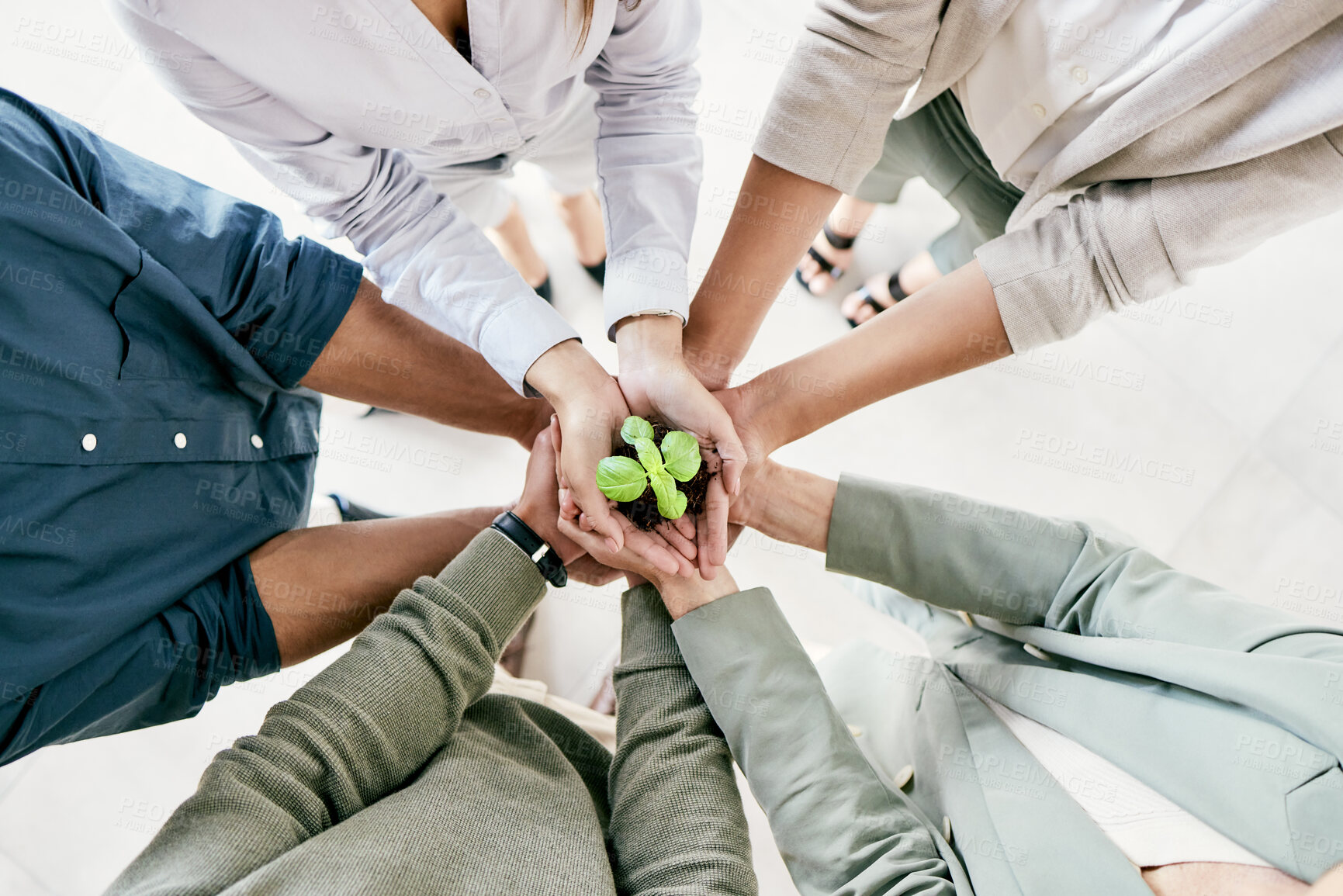 Buy stock photo Hands, plant and team of business people in office with unity, diversity or solidarity together. Collaboration, career and group with leaf in soil for support, growth and sustainability from above.