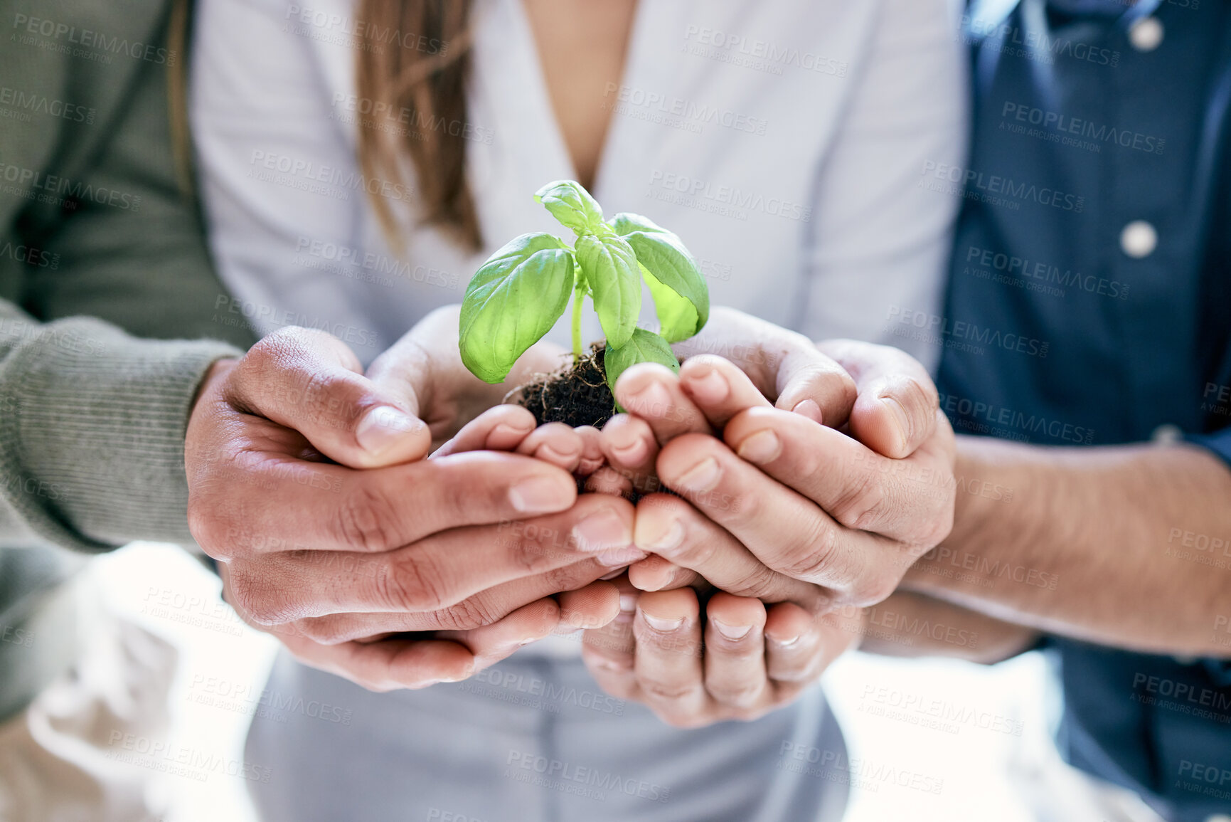 Buy stock photo Hands, growth and plant with a business team holding a pile of soil for agriculture, sustainability or development. Earth day, spring and nurture with a group of people carrying dirt in the office