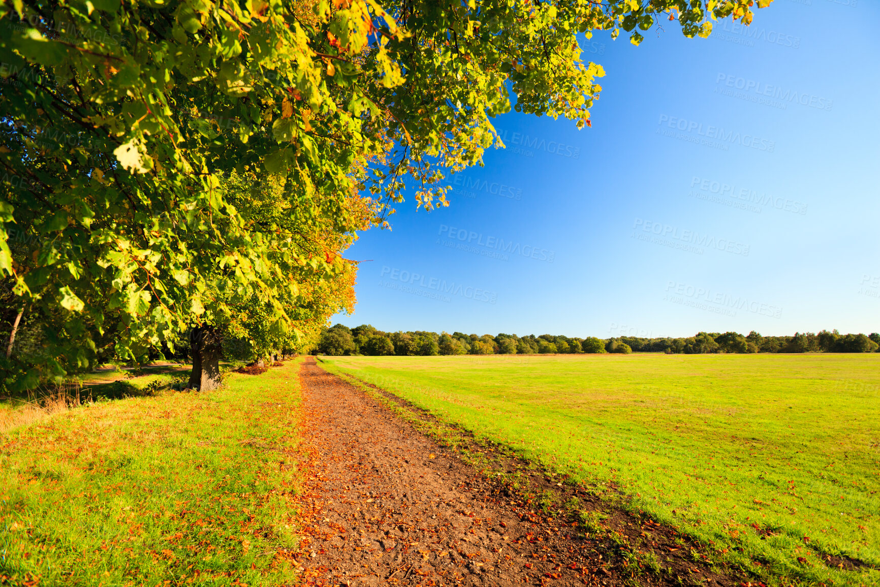 Buy stock photo Agriculture, farm and sustainability with dirt road in summer for organic outdoor blue sky scenery. Forest, nature and trees on space in countryside for ecology, green growth or view of environment