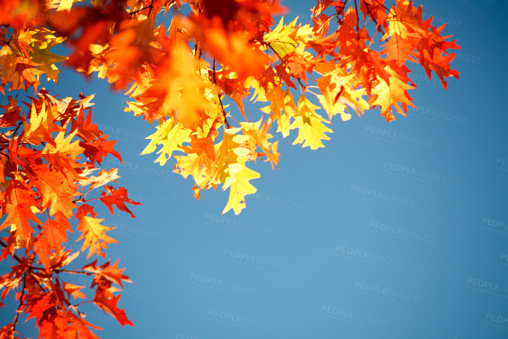 Buy stock photo Trees, forest canopy and blue sky in autumn with sunshine, nature or growth for color, ecology or sustainability. Woods, leaves and low angle for environment, plants and fall with landscape in Canada