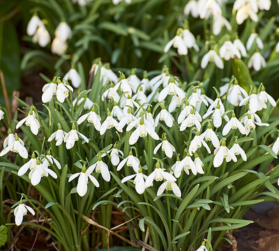 Buy stock photo Pretty, white natural spring flowers blooming in forest or remote nature enviroment. Closeup view of many common snowdrop plants flowering in groups in a landscaped yard as decorative flora
