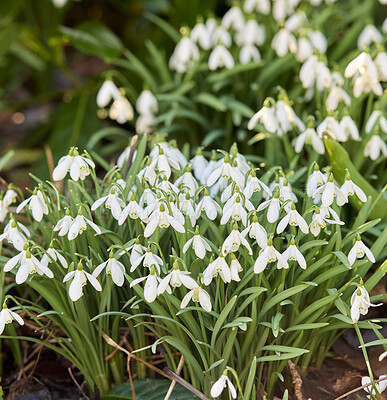 Buy stock photo Galanthus nivalis was described by the Swedish botanist Carl Linnaeus in his Species Plantarum in 1753, and given the specific epithet nivalis, meaning snowy (Galanthus means with milk-white flowers).