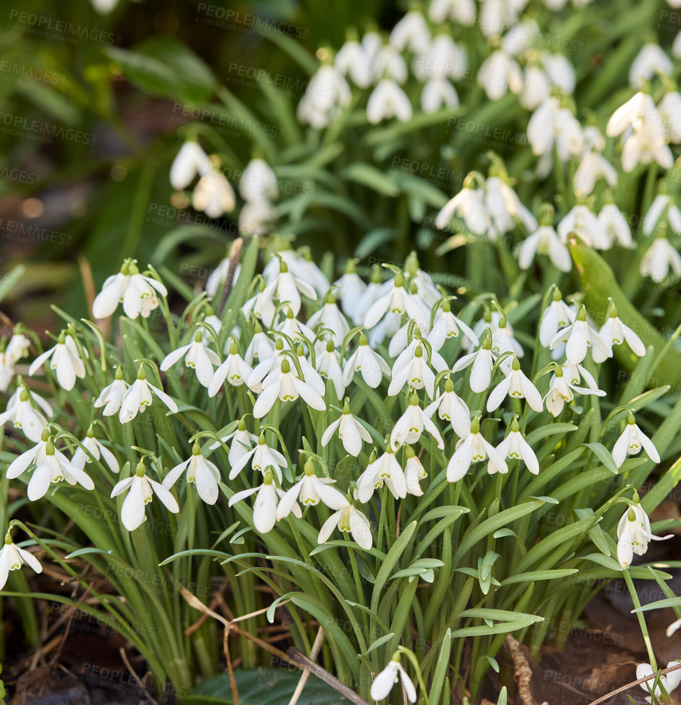 Buy stock photo Galanthus nivalis was described by the Swedish botanist Carl Linnaeus in his Species Plantarum in 1753, and given the specific epithet nivalis, meaning snowy (Galanthus means with milk-white flowers).