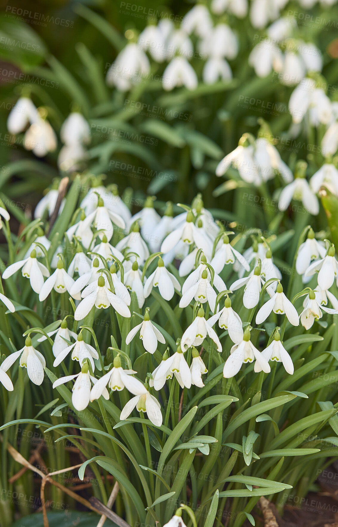 Buy stock photo Galanthus nivalis was described by the Swedish botanist Carl Linnaeus in his Species Plantarum in 1753, and given the specific epithet nivalis, meaning snowy (Galanthus means with milk-white flowers).