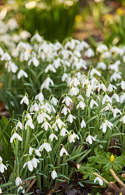 Buy stock photo Galanthus nivalis was described by the Swedish botanist Carl Linnaeus in his Species Plantarum in 1753, and given the specific epithet nivalis, meaning snowy (Galanthus means with milk-white flowers).