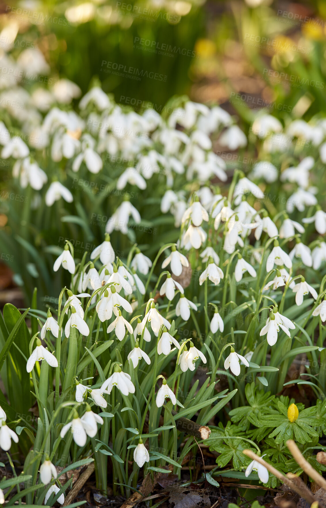 Buy stock photo Galanthus nivalis was described by the Swedish botanist Carl Linnaeus in his Species Plantarum in 1753, and given the specific epithet nivalis, meaning snowy (Galanthus means with milk-white flowers).