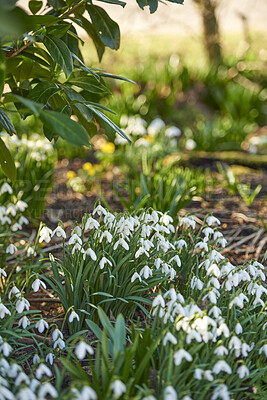 Buy stock photo Closeup of beautiful white flowers growingin a garden or botanical forest grass land in Spring. Pure Common Snowdrop plants growing in natural soil beside green trees and leaves.