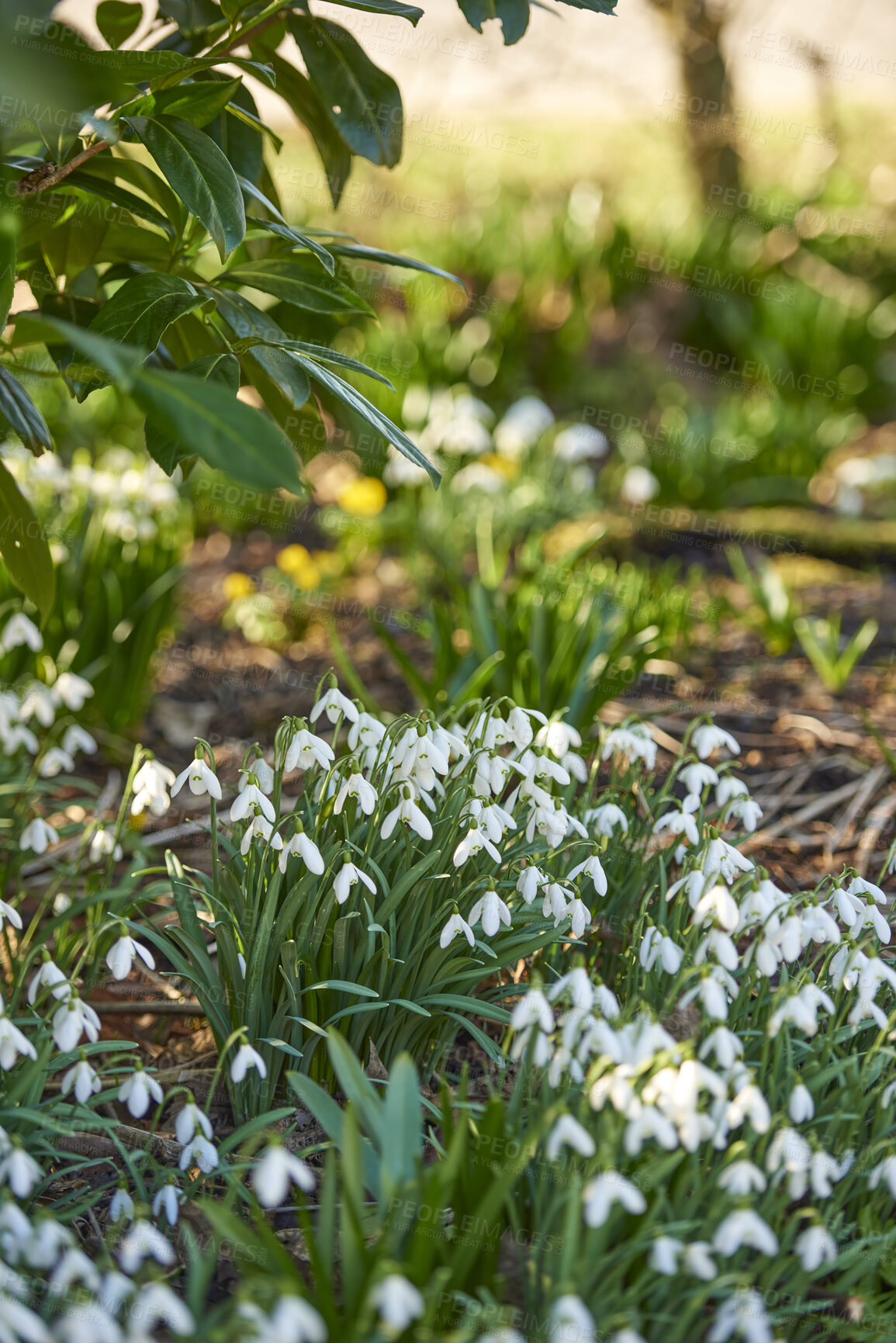 Buy stock photo Closeup of beautiful white flowers growingin a garden or botanical forest grass land in Spring. Pure Common Snowdrop plants growing in natural soil beside green trees and leaves.