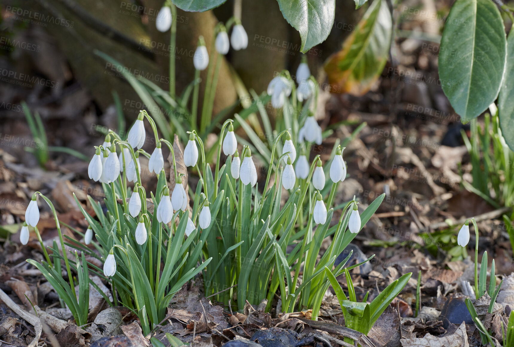 Buy stock photo Closeup of white flowers in a green garden, fresh nature on a sunny day. Peaceful, relaxing and soothing Snowdrops growing in a lush green forest on a quiet morning. Buds blooming in park or yard