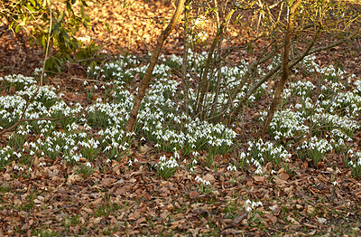 Buy stock photo Field of white flowers growing in a park, forest, or backyard outside in spring for landscape background. Delicate snowdrop blooms in a quiet, peaceful and empty meadow with brown leaves in nature