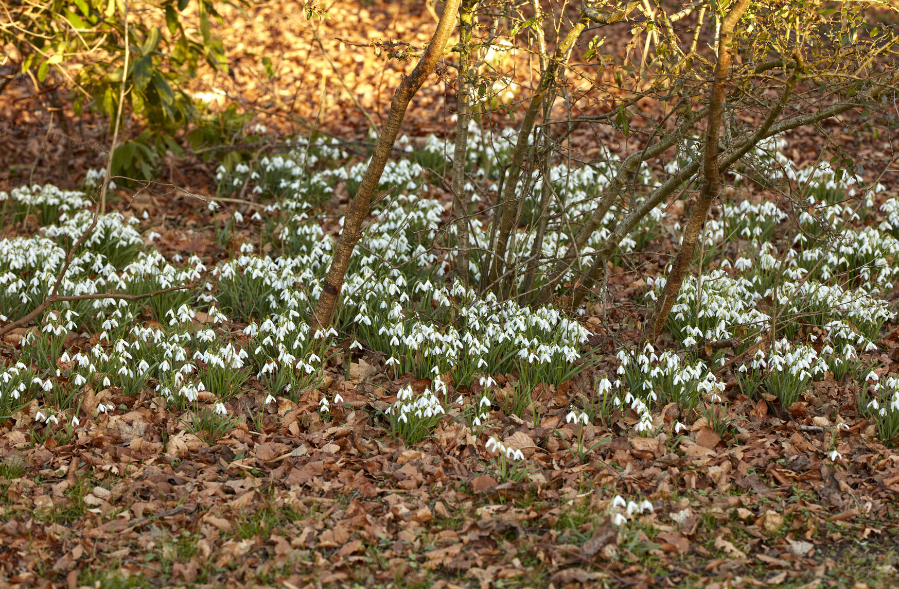 Buy stock photo Field of white flowers growing in a park, forest, or backyard outside in spring for landscape background. Delicate snowdrop blooms in a quiet, peaceful and empty meadow with brown leaves in nature