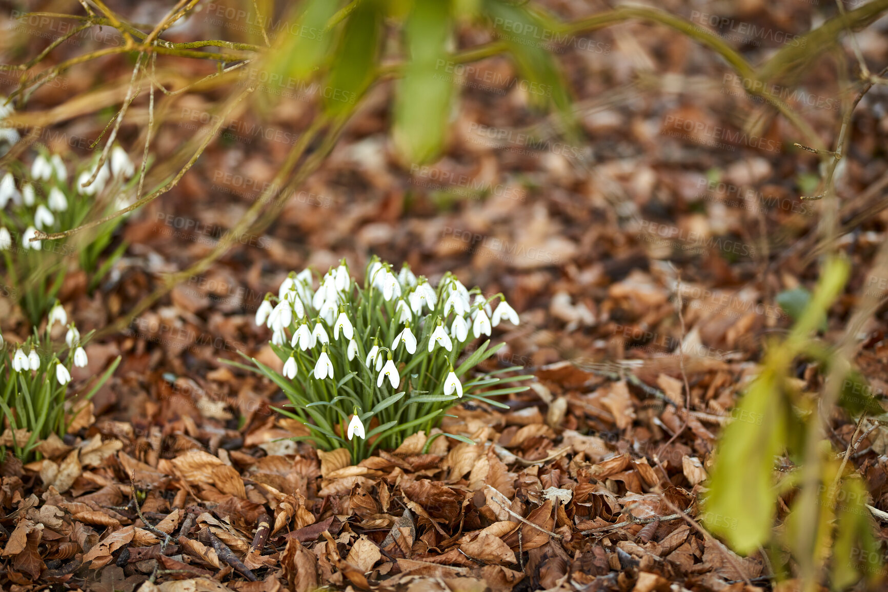 Buy stock photo Closeup of white natural spring flowers blooming in lush green home garden or backyard. Texture and detail of common snowdrop plants flowering in landscaped yard, meadow or remote countryside forest