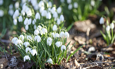 Buy stock photo Natural white beautiful snowdrop flowers blooming, blossoming and growing in a garden on a sunny spring day with copy space. Bulbous, perennial and herbaceous plants from amaryllidaceae species
