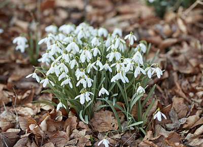 Buy stock photo Flower and plants growing in a forest amongst autumn leaves. Zoom in on bell shape of snowdrops and green leaves in peaceful park. Soothing nature in harmony on quiet, calm afternoon 