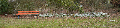 Buy stock photo Snowdrop in springtime