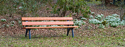 Buy stock photo Snowdrop in springtime