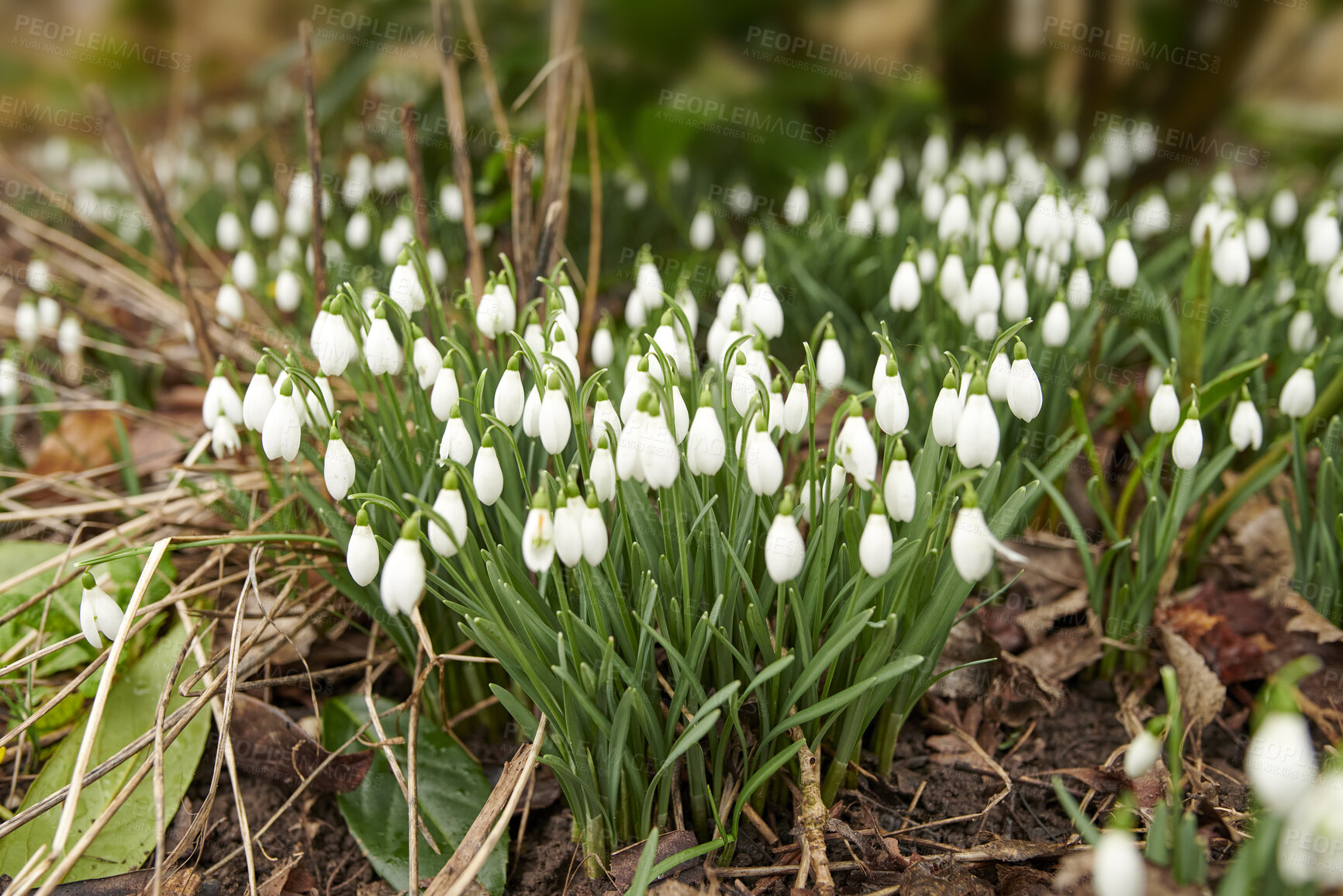 Buy stock photo Beautiful, vibrant and blooming white flowers in a green garden. Snowdrop or Galanthus nivalis plants growing outdoors in a park on a summer or spring day. Bright flowerheads blossoming outside 