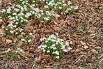 Snowdrops in the garden