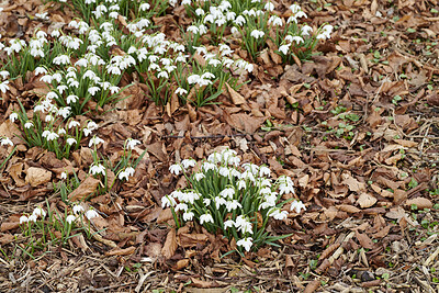 Buy stock photo Beautiful, white autumn garden flowers with leaves in the background outside. Group view of snowdrops in nature with green grass and plant life. Closeup of natural park landscape in the outdoors.