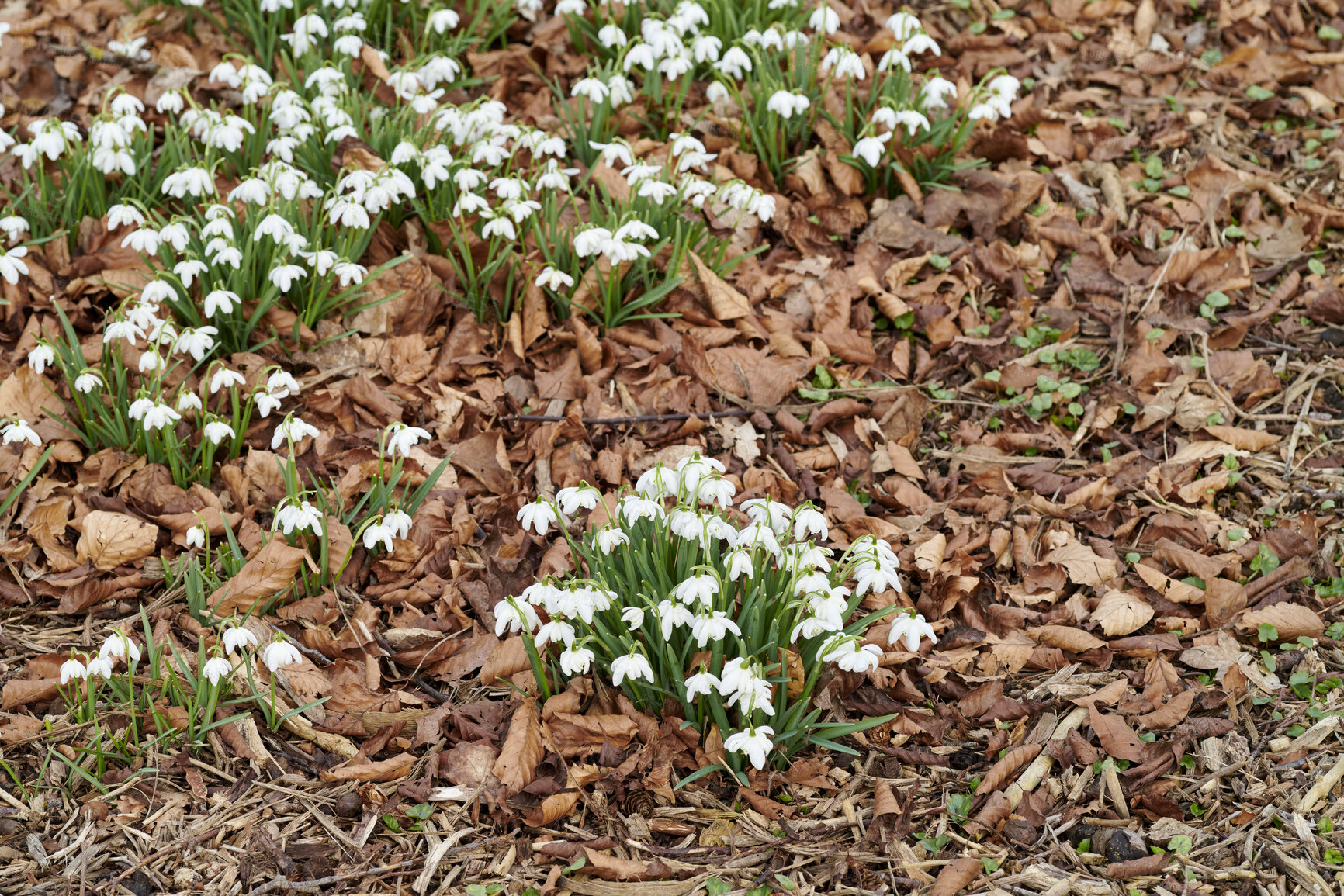 Buy stock photo Beautiful, white autumn garden flowers with leaves in the background outside. Group view of snowdrops in nature with green grass and plant life. Closeup of natural park landscape in the outdoors.