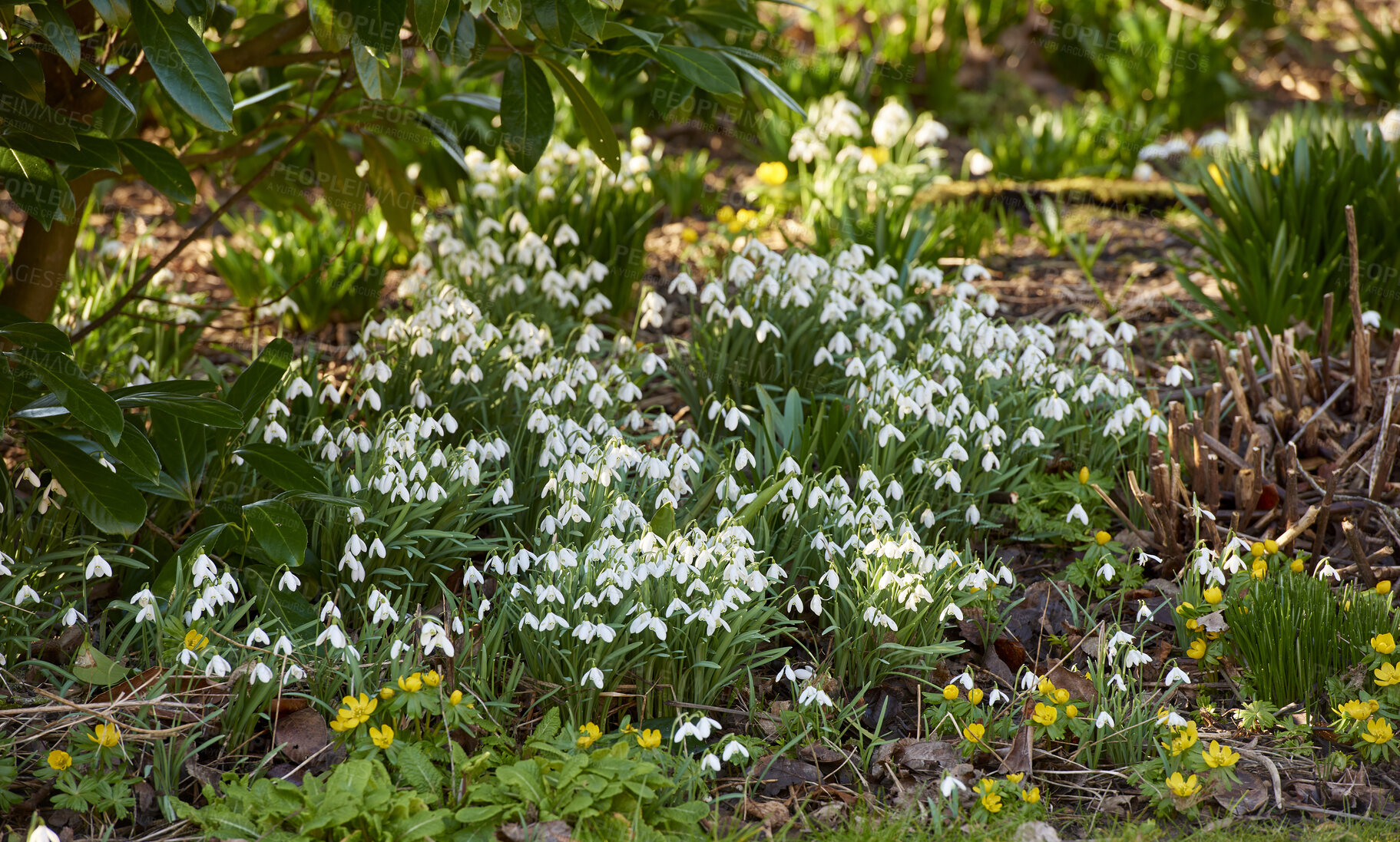 Buy stock photo Galanthus nivalis was described by the Swedish botanist Carl Linnaeus in his Species Plantarum in 1753, and given the specific epithet nivalis, meaning snowy (Galanthus means with milk-white flowers).