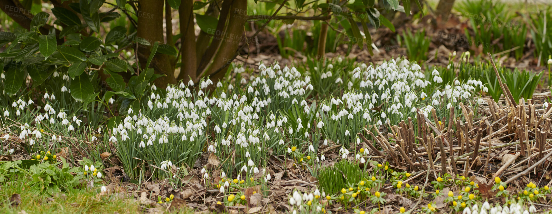 Buy stock photo Flowers, plants and grass growing in a natural park, field or meadow in nature during summer. Shrubs, bushes and greenery blooming, budding and blossoming in an eco environment in spring