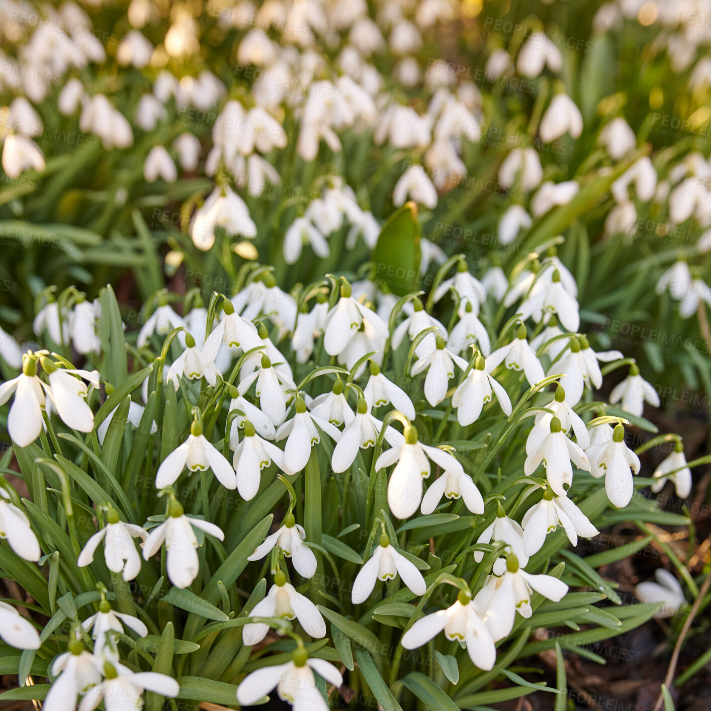 Buy stock photo Beautiful, pretty and green flowers growing in their natural habitat in a dense forest. Galanthus woronowii or woronow's snowdrop plant species thriving in an outdoor environment and ecosystem