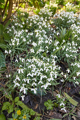 Buy stock photo Pretty, white and natural spring flowers growing in forest or remote nature enviroment. Closeup view of many common snowdrop plants flowering in groups in a landscaped yard as decorative flora