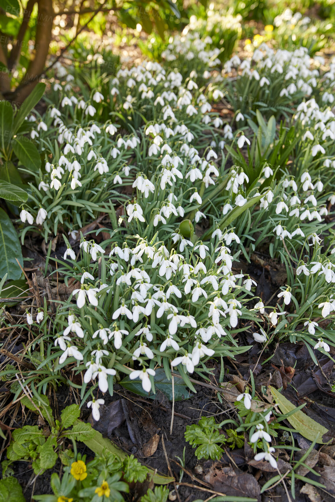 Buy stock photo Pretty, white and natural spring flowers growing in forest or remote nature enviroment. Closeup view of many common snowdrop plants flowering in groups in a landscaped yard as decorative flora