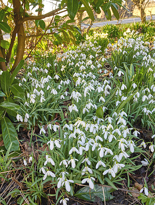 Buy stock photo Beautiful, white autumn garden flowers view in a natural green landscape outside. Closeup of snowdrop plants, grass, tree and plant life outdoors. A relaxing gardening day in an outdoor nature park.