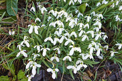 Buy stock photo Galanthus nivalis was described by the Swedish botanist Carl Linnaeus in his Species Plantarum in 1753, and given the specific epithet nivalis, meaning snowy (Galanthus means with milk-white flowers).