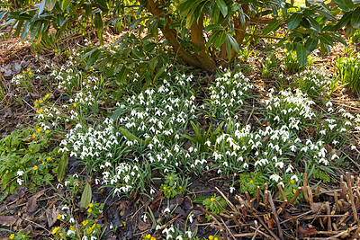 Buy stock photo Beautiful fresh white flowers growing in green nature on a sunny day. Beauty, harmony and relaxing zen in a field of pretty Snowdrops on a quiet morning. Leaves, blooms and branches in a calm park 